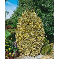 Bršlen japonský  - Euonymus japonicus ´Bravo´ - 30/40cm