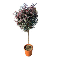 Loropetalum ´Black Pearl´ - na 80cm kmeni