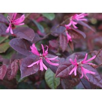Loropetalum ´Black Pearl´ - na 80cm kmeni