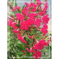 Oleander oby?ajný  - Nerium oleander Red - 40/60cm