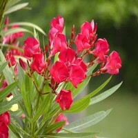 Oleander oby?ajný  - Nerium oleander Red - 40/60cm
