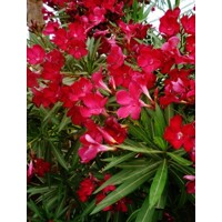 Oleander oby?ajný  - Nerium oleander Red - 40/60cm