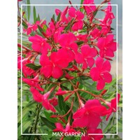 Oleander oby?ajný  - Nerium oleander Red - 40/60cm