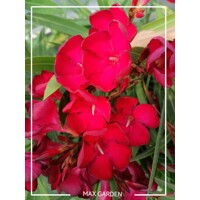 Oleander oby?ajný  - Nerium oleander Red - 40/60cm