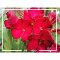 Oleander oby?ajný  - Nerium oleander Red - 40/60cm