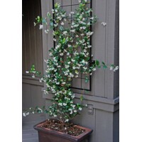 Jasmínovník vonný  - Rhyncospermum Jasminoides -200/250cm