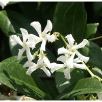 Jasmínovník vonný  - Rhyncospermum Jasminoides -200/250cm