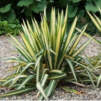 Yucca filamentosa ´Golden Sword´ - 20/30cm