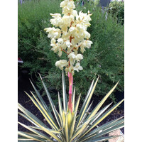 Yucca filamentosa ´Golden Sword´ - 20/30cm