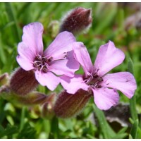 Saponaria x Olivana