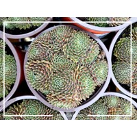 Skalná ruža - Sempervivum  sp.2