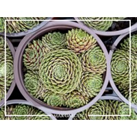 Skalná ruža - Sempervivum  sp.3