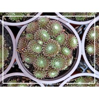 Skalná ruža - Sempervivum  sp.4