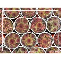 Skalná ruža - Sempervivum  sp.8