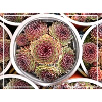 Skalná ruža - Sempervivum  sp.8