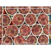 Skalná ruža - Sempervivum  sp.10