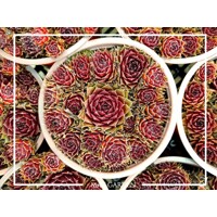 Skalná ruža - Sempervivum  sp.10