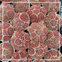 Skalná ruža - Sempervivum  sp.11