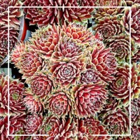 Skalná ruža - Sempervivum  sp.11