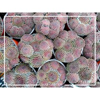 Skalná ruža - Sempervivum  sp.13