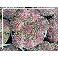 Skalná ruža - Sempervivum  sp.13