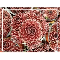 Skalná ruža - Sempervivum  sp.14