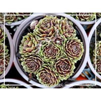 Skalná ruža - Sempervivum  sp.16