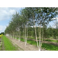 Betula utilis ´Doorenbos´-175/200cm - tvar viackme?