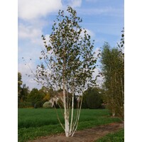 Betula utilis ´Doorenbos´-175/200cm - tvar viackme?