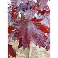 Javor mlie?ny - Acer platanoides 'Royal Red' - na 160cm kmienku