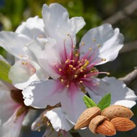 Mandľa - Prunus Amygdalus  Co15L 1/2km  160/180