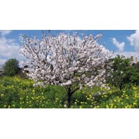 Mandľa - Prunus Amygdalus  Co15L 1/2km  160/180