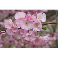 Mand?a okrasná - Prunus triloba - 90/100cm
