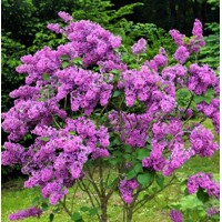 Orgován obyčajný - Syringa vulgaris 'Mme Lemoine'  Co12L km1/2