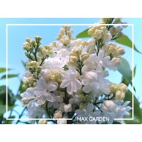 Orgován obyčajný - Syringa vulgaris 'Mme Lemoine'  Co12L km1/2