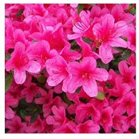 Azalka japonská - Azalea japonica  'Melina'  Co2.5L 20/30