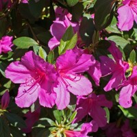 Azalka japonská - Azalea japonica  'Melina'  Co2.5L 20/30