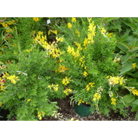 Kručinka lýdijská - Genista lydia  Co1L 15/20