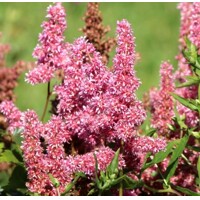 Astilba - Astilbe japonica ´Bonn´