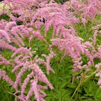 Astilba - Astilbe japonica ´Köln´ Co14