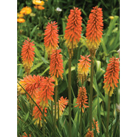 Kniphofia ´Fire Glow´