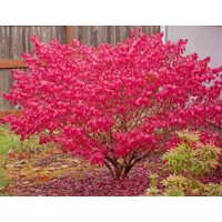 Bršlen krídlatý - Euonymus ´Alatus´ - 70+