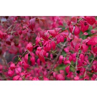 Bršlen krídlatý - Euonymus ´Alatus´ - 70+