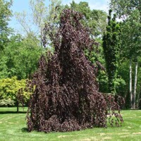 Fagus sylvatica ‘Black Swan’ – previsnutý buk s purpurovým listom | Maxgarden