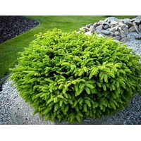Smrek obyčajný - Picea abies ´Nidiformis´  Co2L 15/20