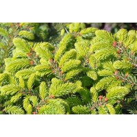 Smrek obyčajný - Picea abies ´Nidiformis´  Co2L 15/20