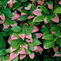 Actinidia kolomikta – kivi