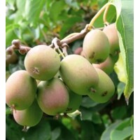 Actinidia arguta - mini kiwi ´KOZOLUPY´