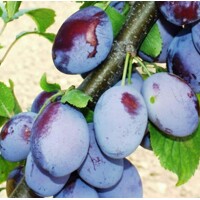 Slivka ´Čačanská rodná´ - stredne skorá Co5L