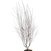 Betula utilis - Breza -  tvar viackme? - 250/300cm